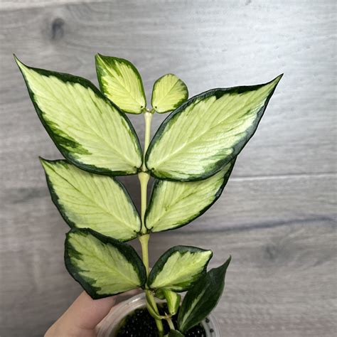 leafyfiona